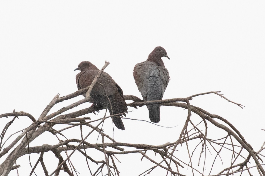 Plain Pigeon - Greg Bodker