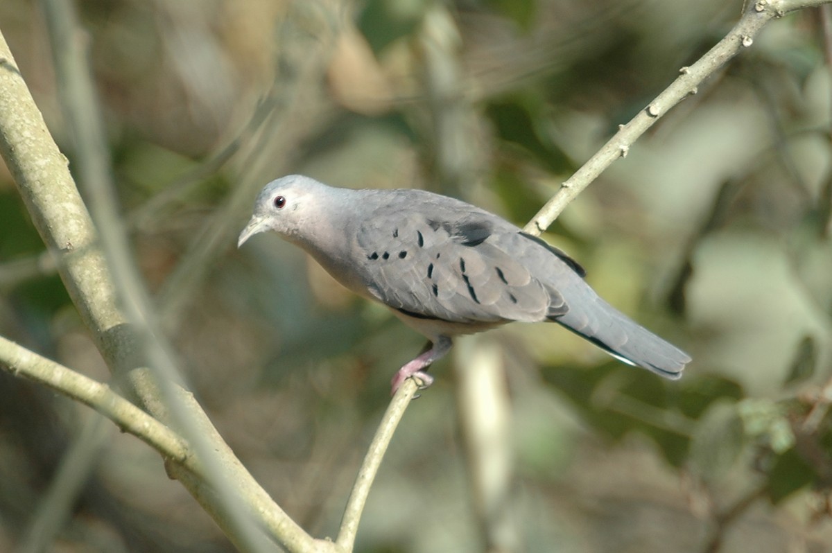 Ecuadorian Ground Dove - ML44023121