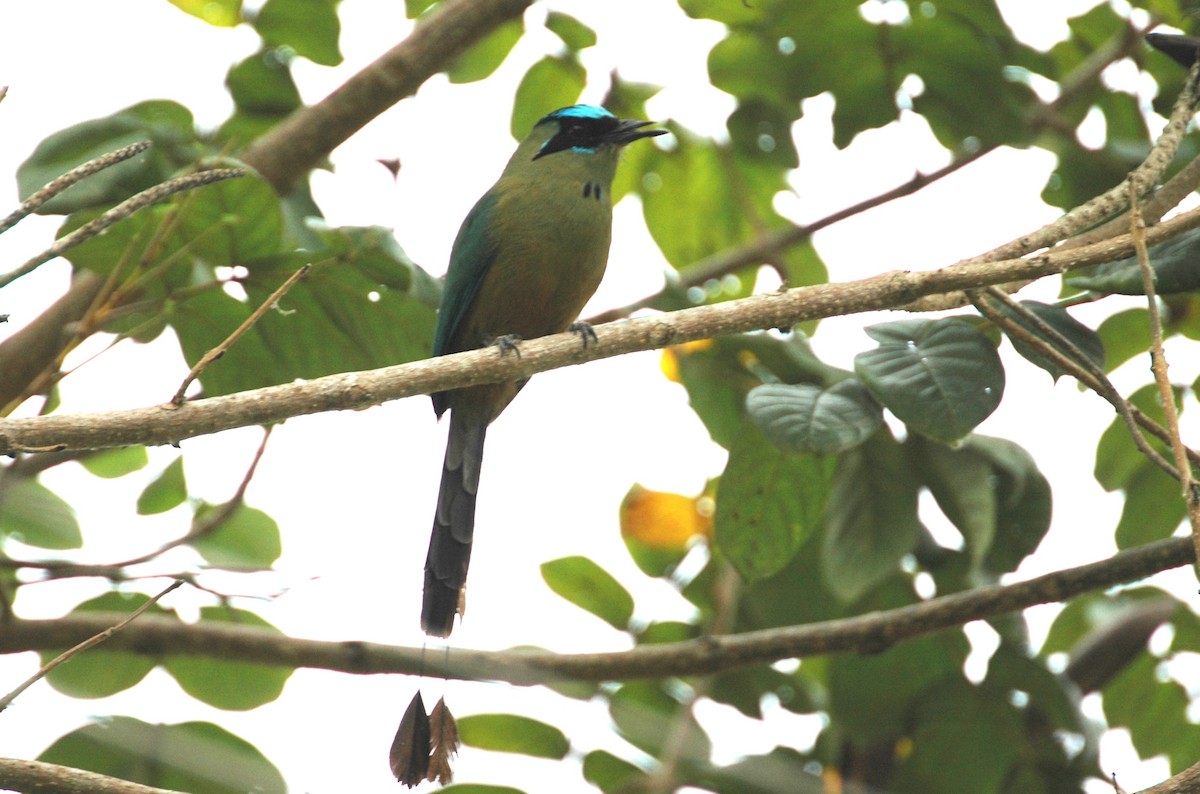 Whooping Motmot - Volker Hesse