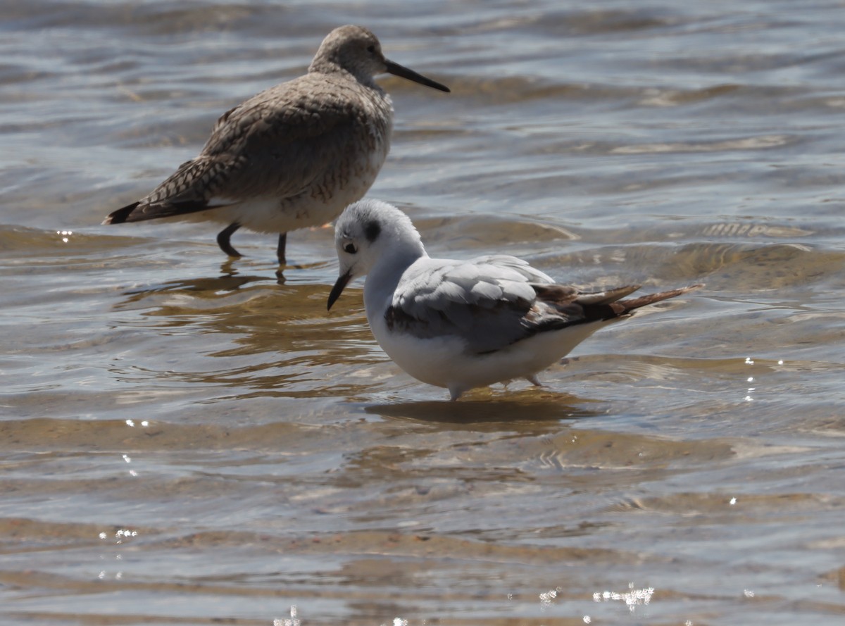 Bonaparte's Gull - ML440231621