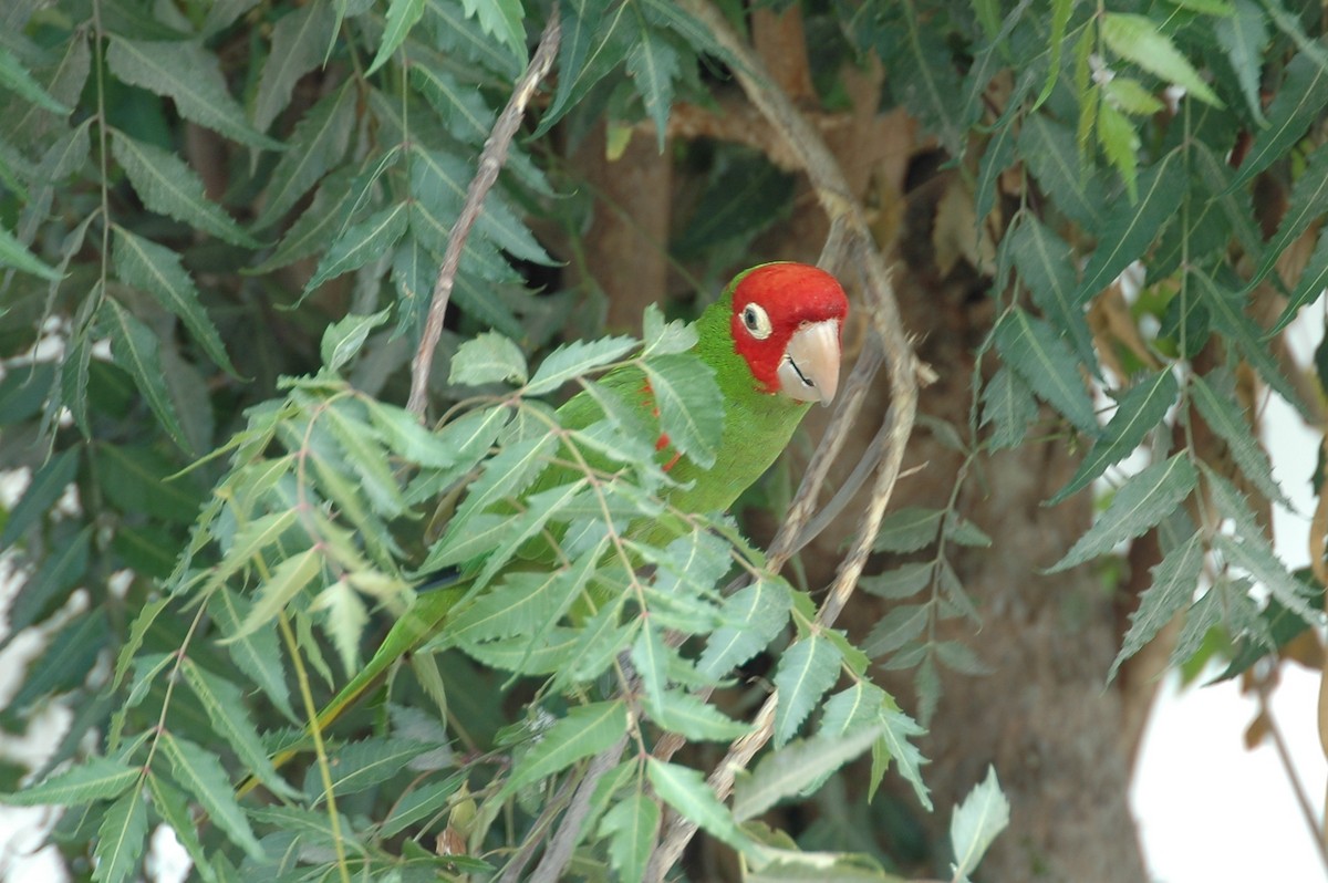 Red-masked Parakeet - ML44023181