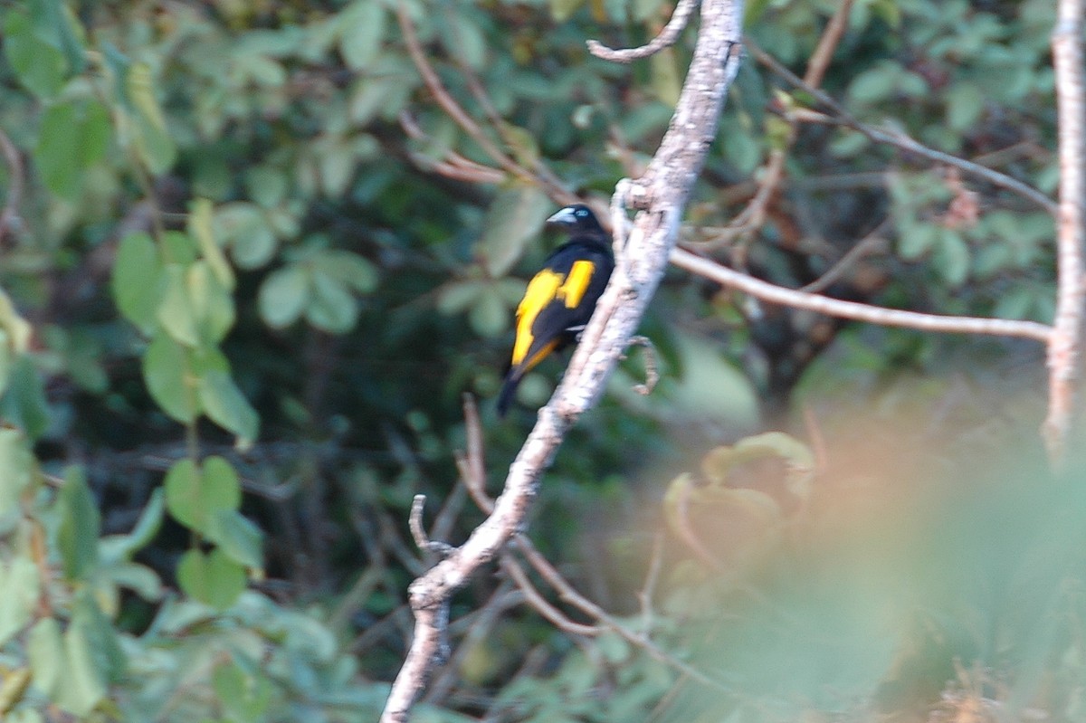 Yellow-rumped Cacique - ML44023221