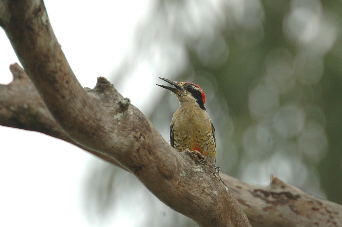 Black-cheeked Woodpecker - ML44023241