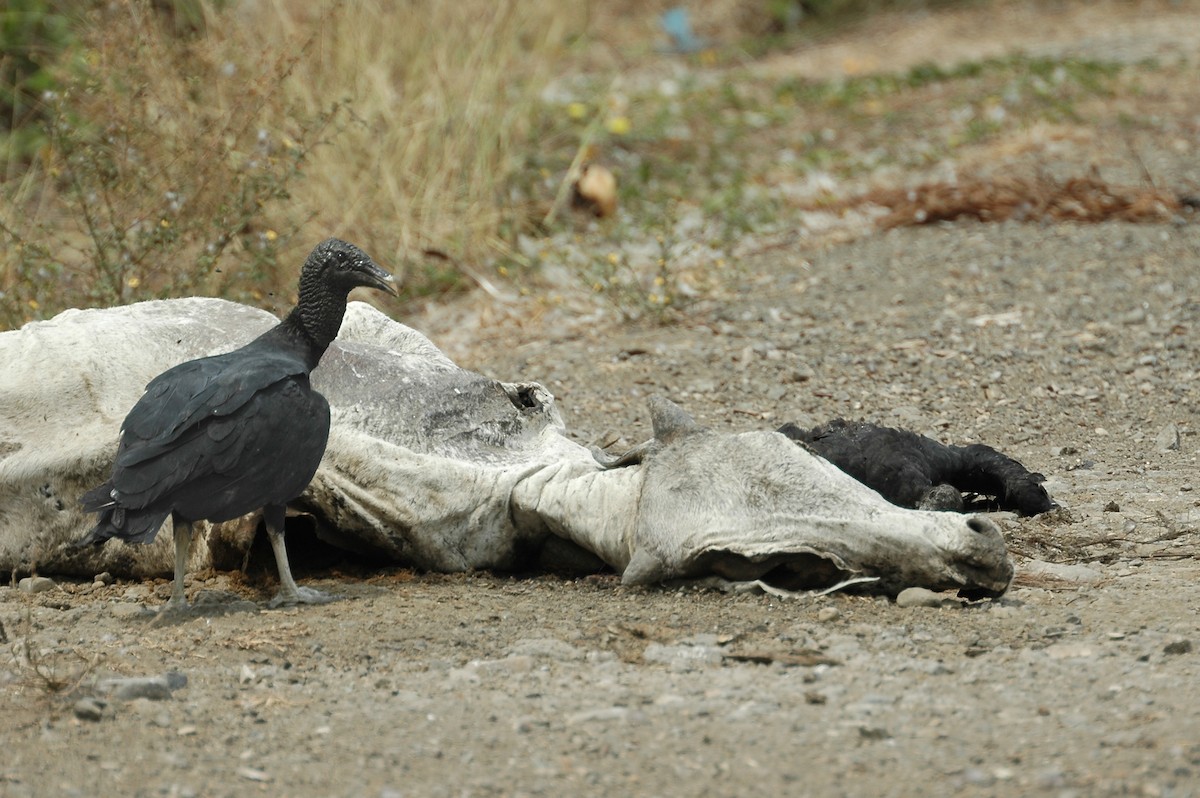 Black Vulture - ML44023271