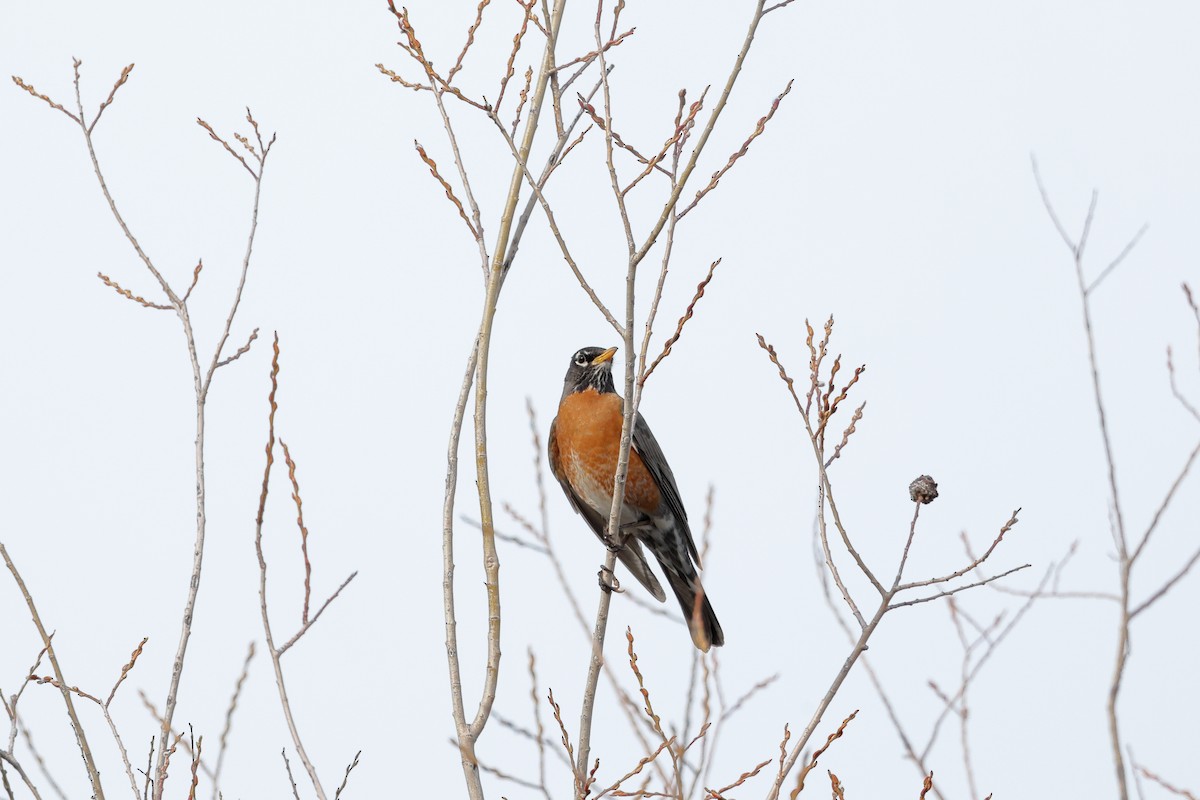 American Robin - ML440233121