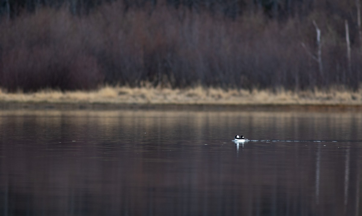Bufflehead - ML440233401
