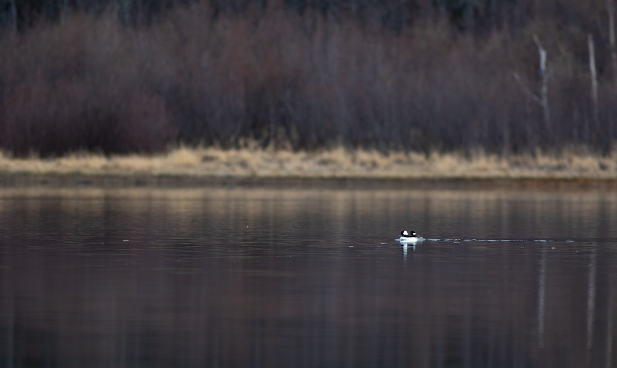 Bufflehead - ML440233401