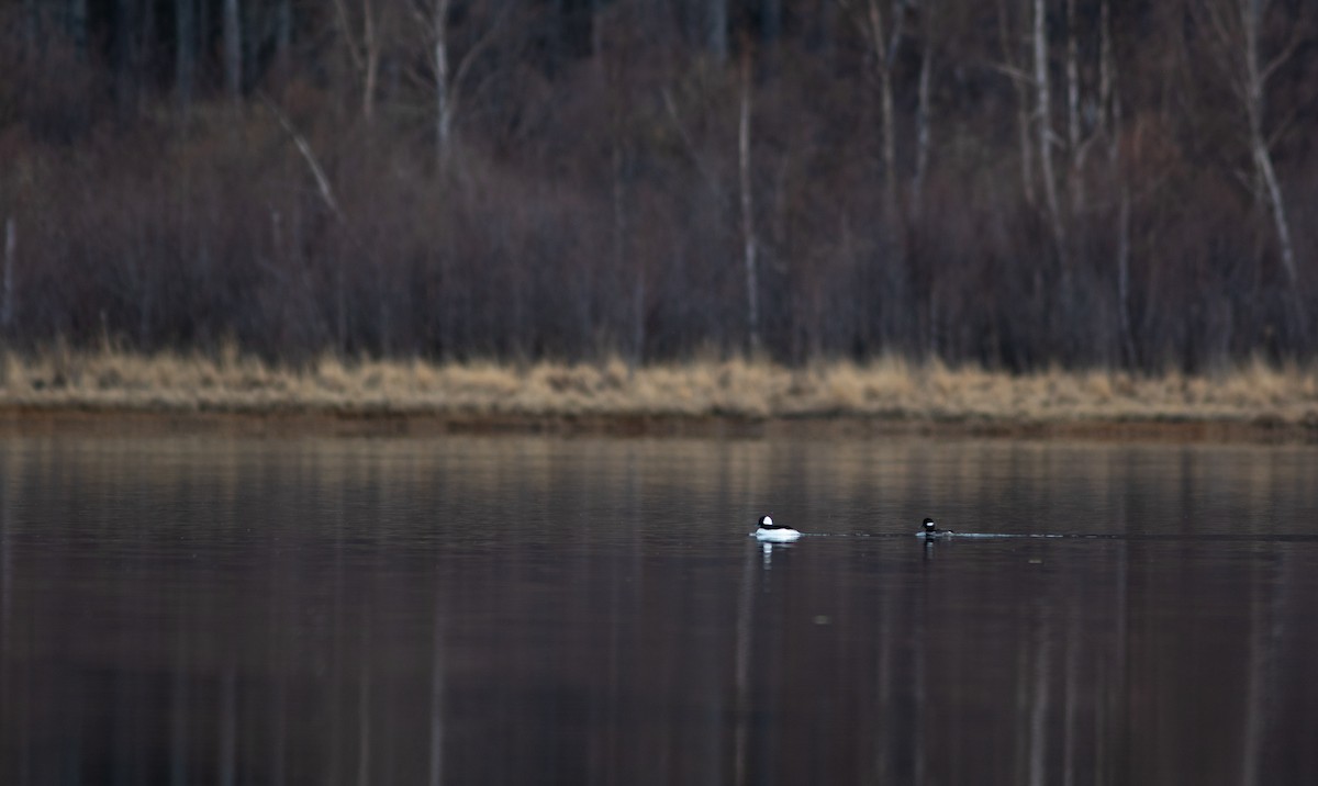 Bufflehead - ML440233451