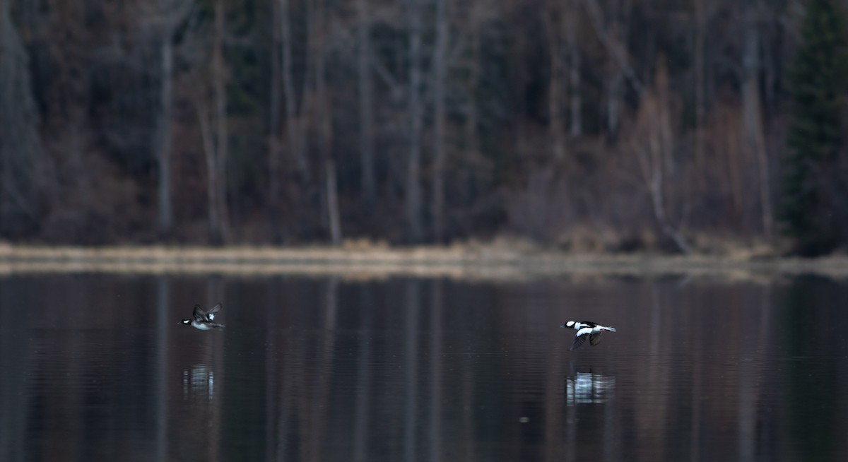 Bufflehead - Justin Saunders