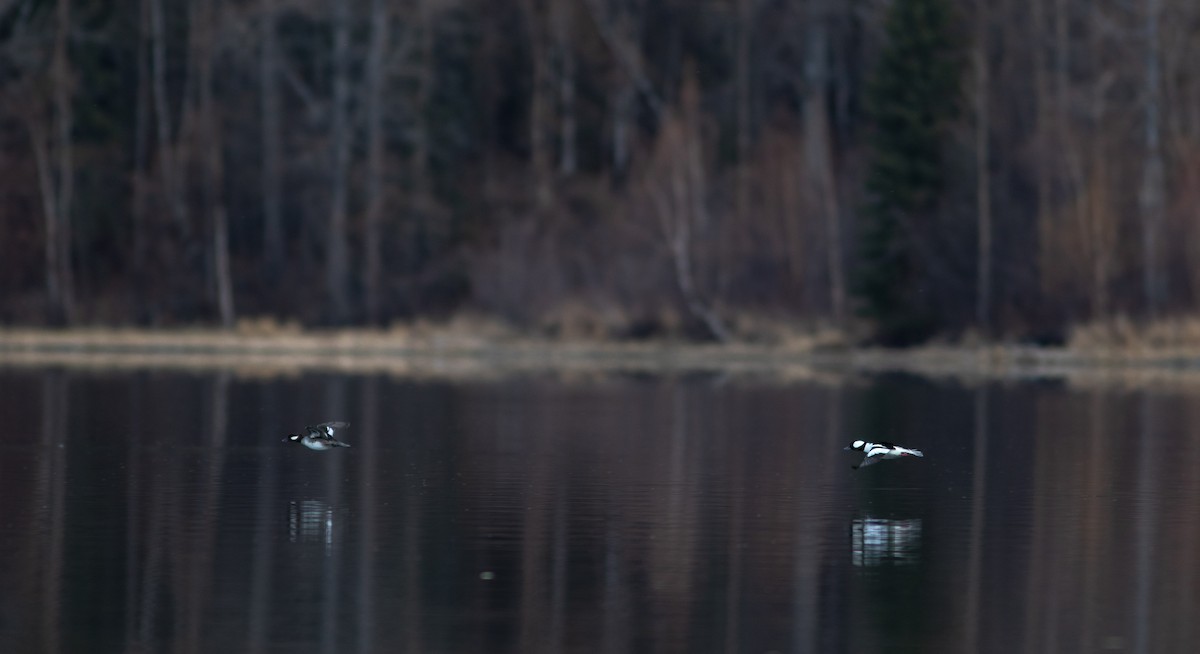 Bufflehead - Justin Saunders