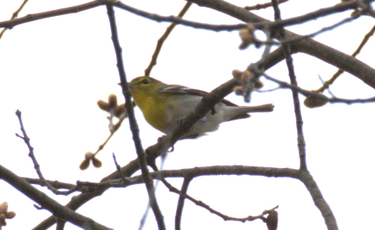 Yellow-throated Vireo - ML440233521