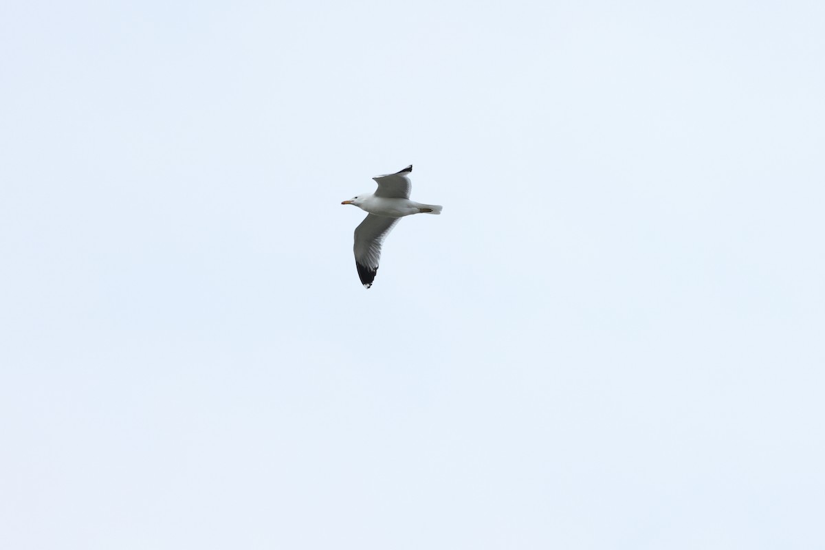 California Gull - ML440234161