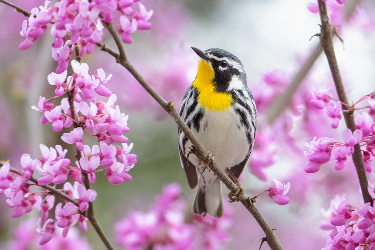 Yellow-throated Warbler - ML440234181