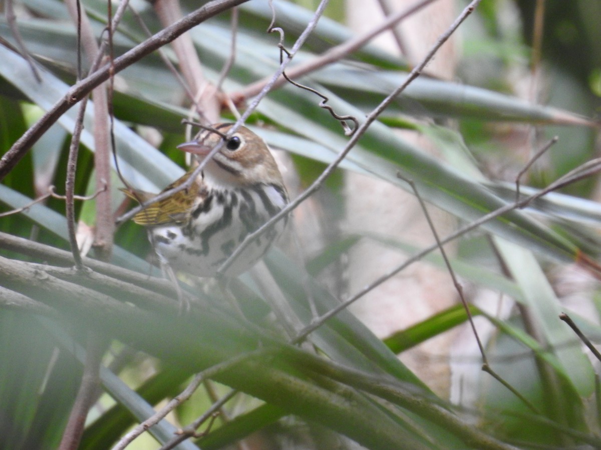 Ovenbird - ML440234621