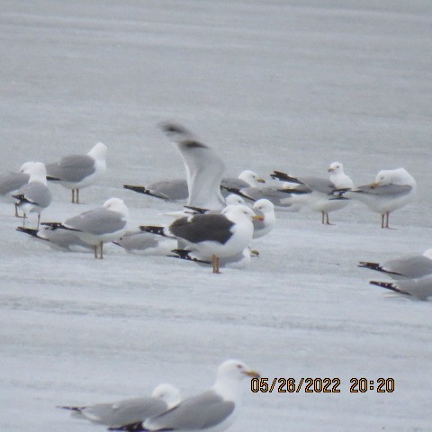 Lesser Black-backed Gull - Bob Luterbach