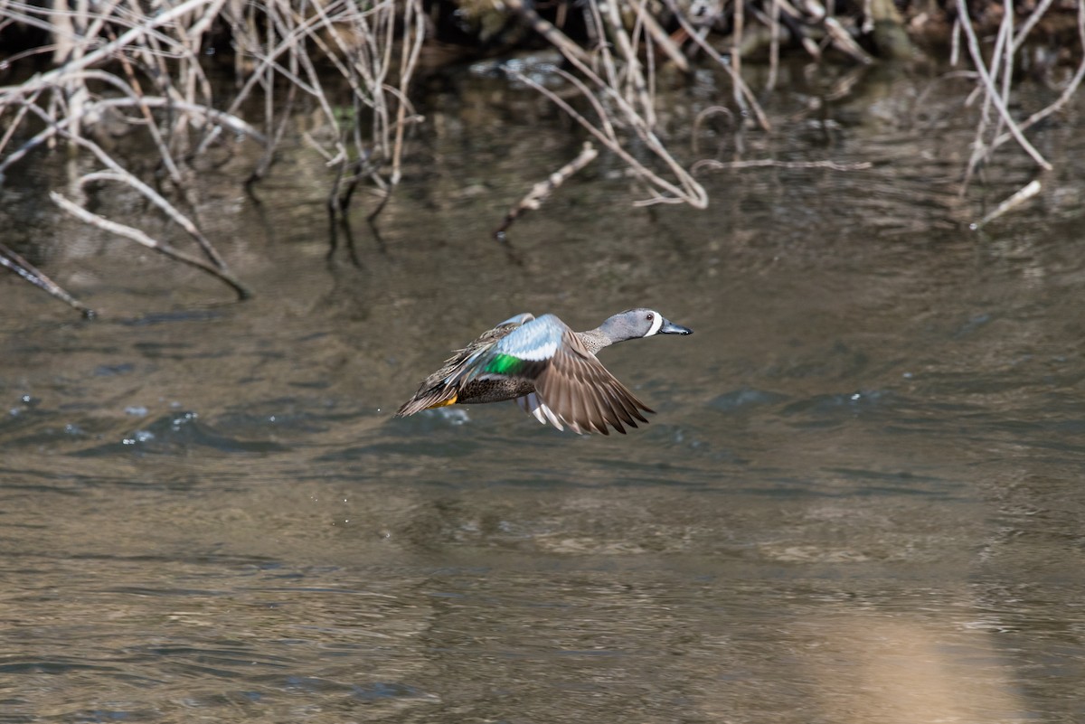 Blue-winged Teal - Jamison Paul