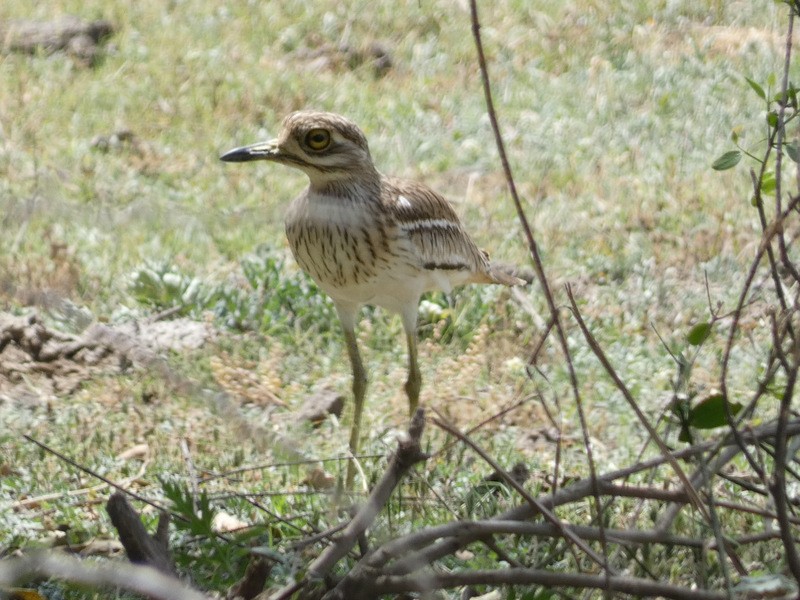 Indian Thick-knee - ML440235381