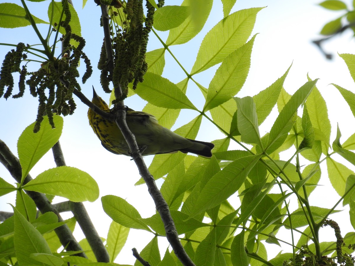 Cape May Warbler - Michael Weisensee