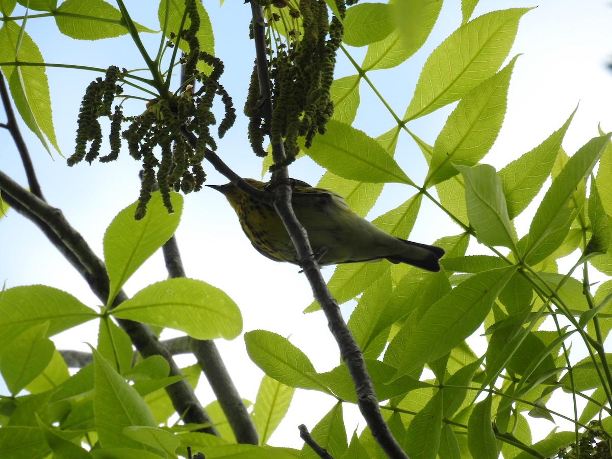 Cape May Warbler - ML440235731