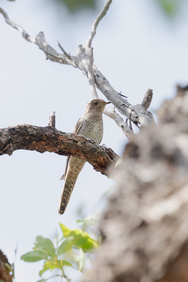 Fan-tailed Cuckoo - ML440236031