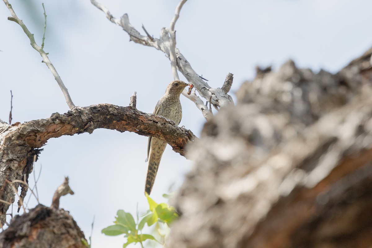 Fan-tailed Cuckoo - ML440236071