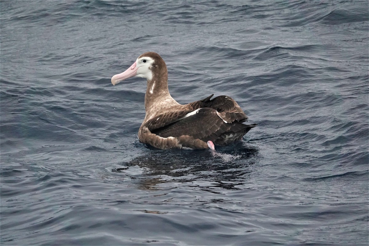Albatros hurleur, A. de Tristan da Cunha ou A. des Antipodes - ML440236621