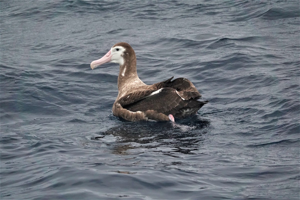 Ak Gezgin/Antipod Gezgin Albatrosu - ML440236621