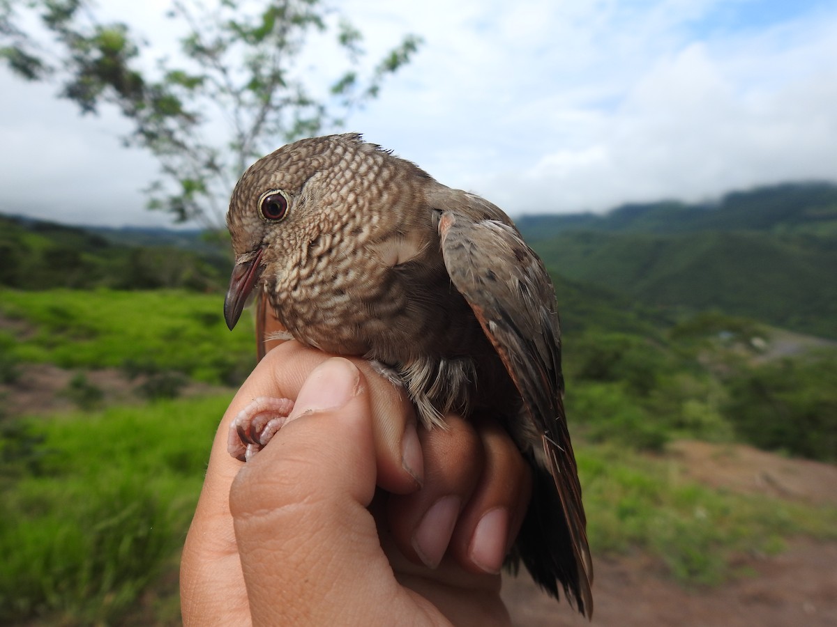 Common Ground Dove - ML440236831