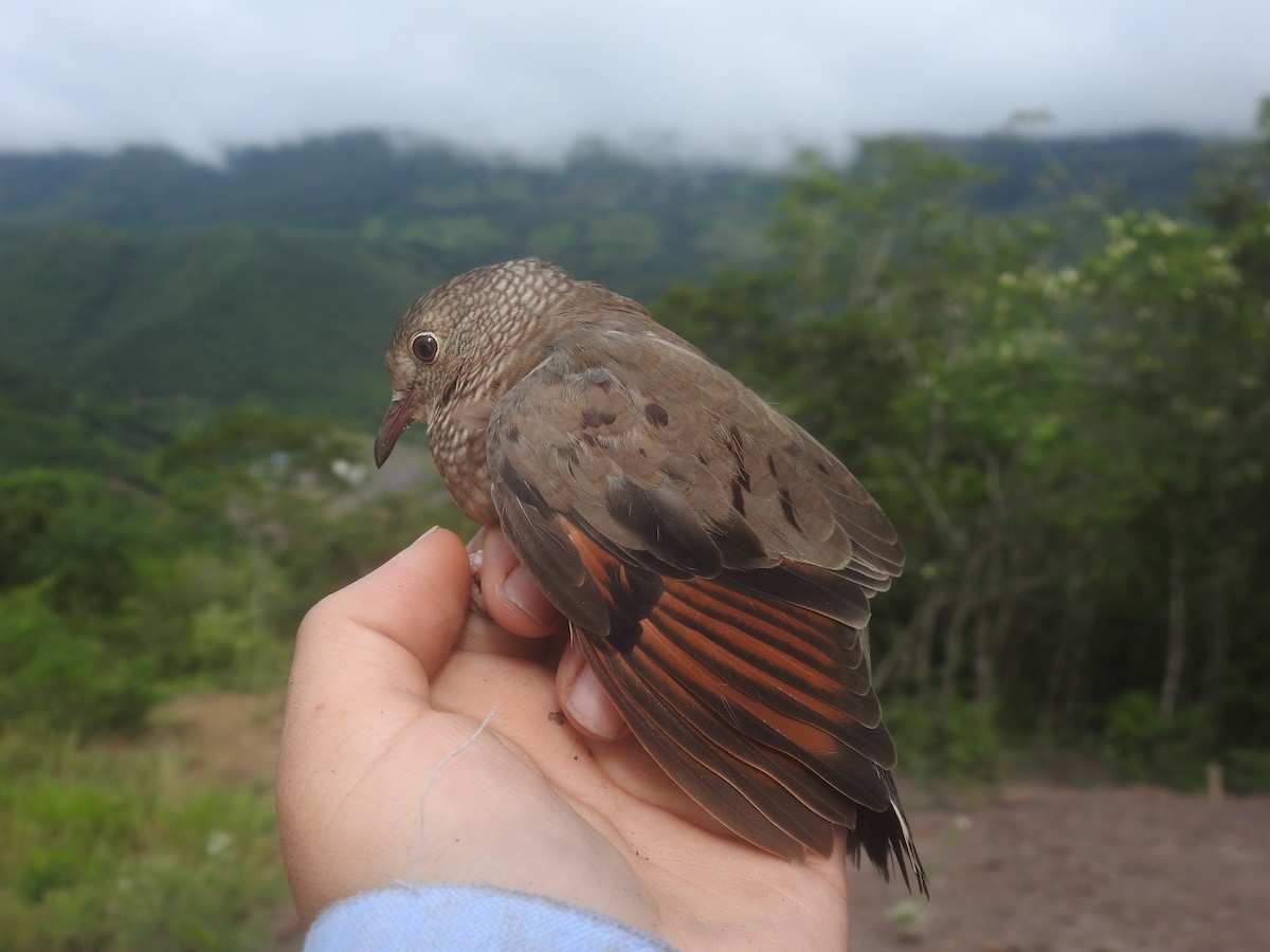 Common Ground Dove - ML440236841