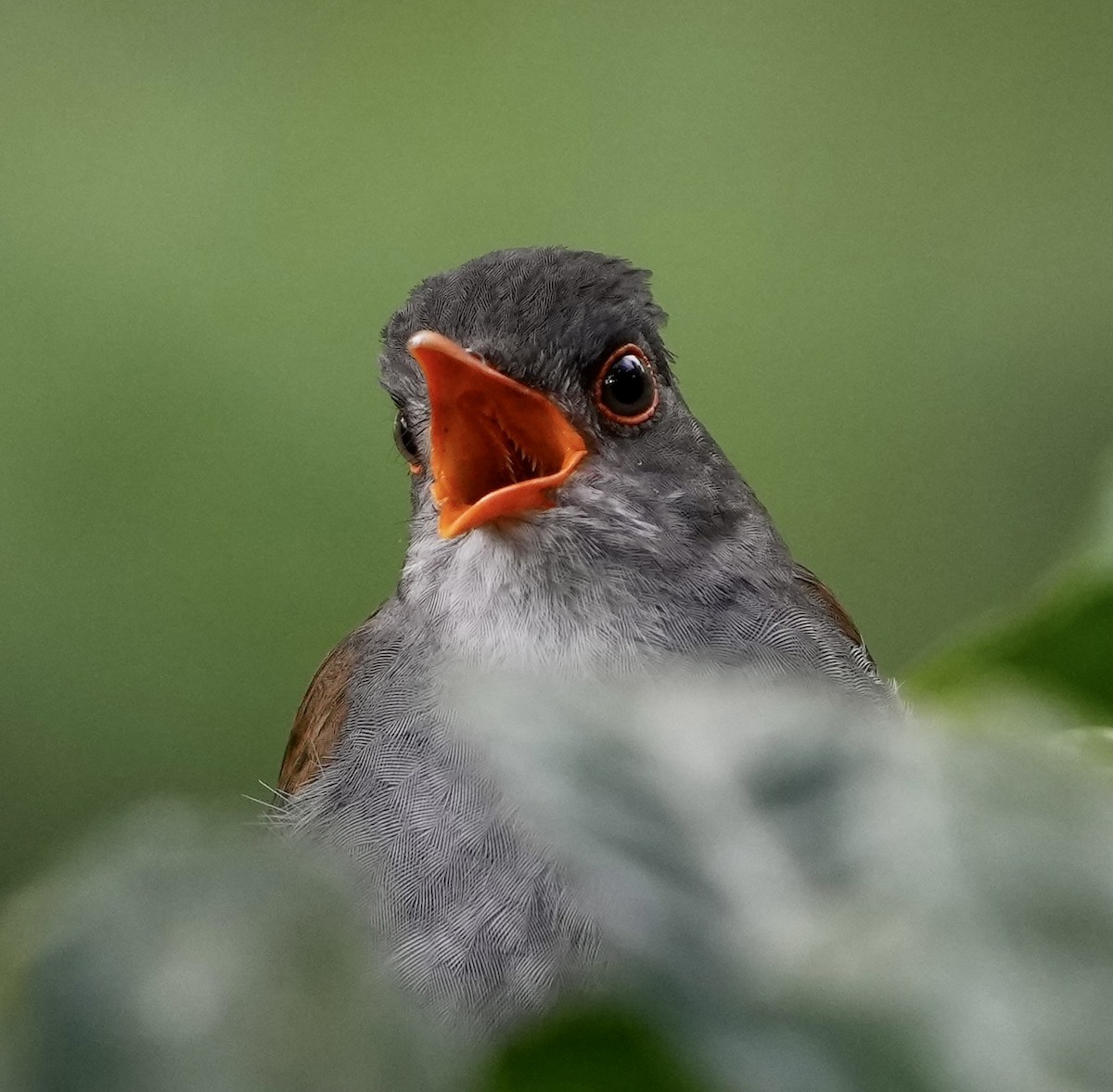 Orange-billed Nightingale-Thrush - ML440237771