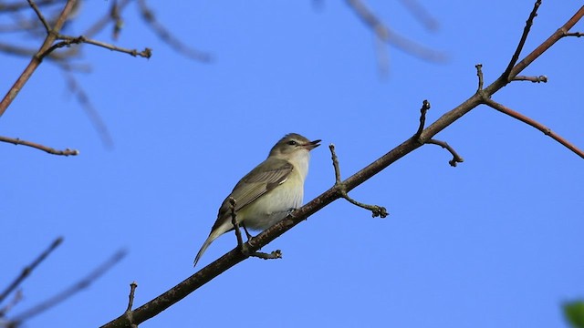 Ötücü Vireo - ML440238201