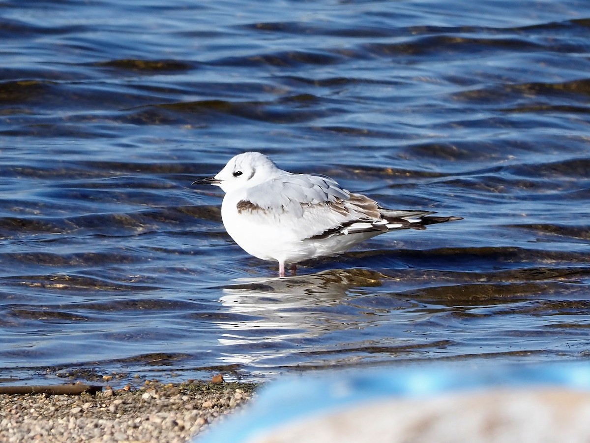 Bonaparte's Gull - ML440238851