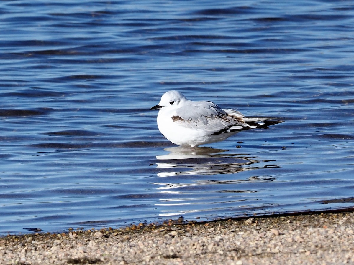 Bonaparte's Gull - ML440239091