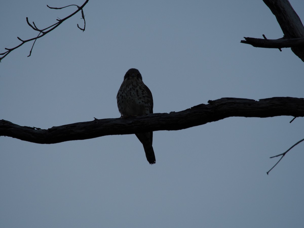 American Kestrel - ML44023941