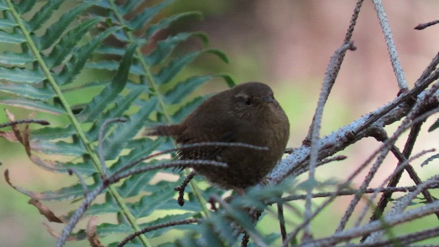 Pacific Wren - ML440239621