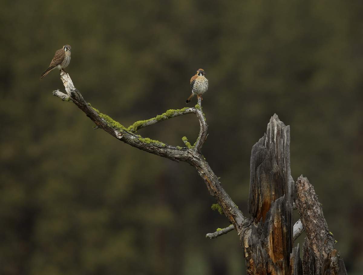 American Kestrel - ML440240201