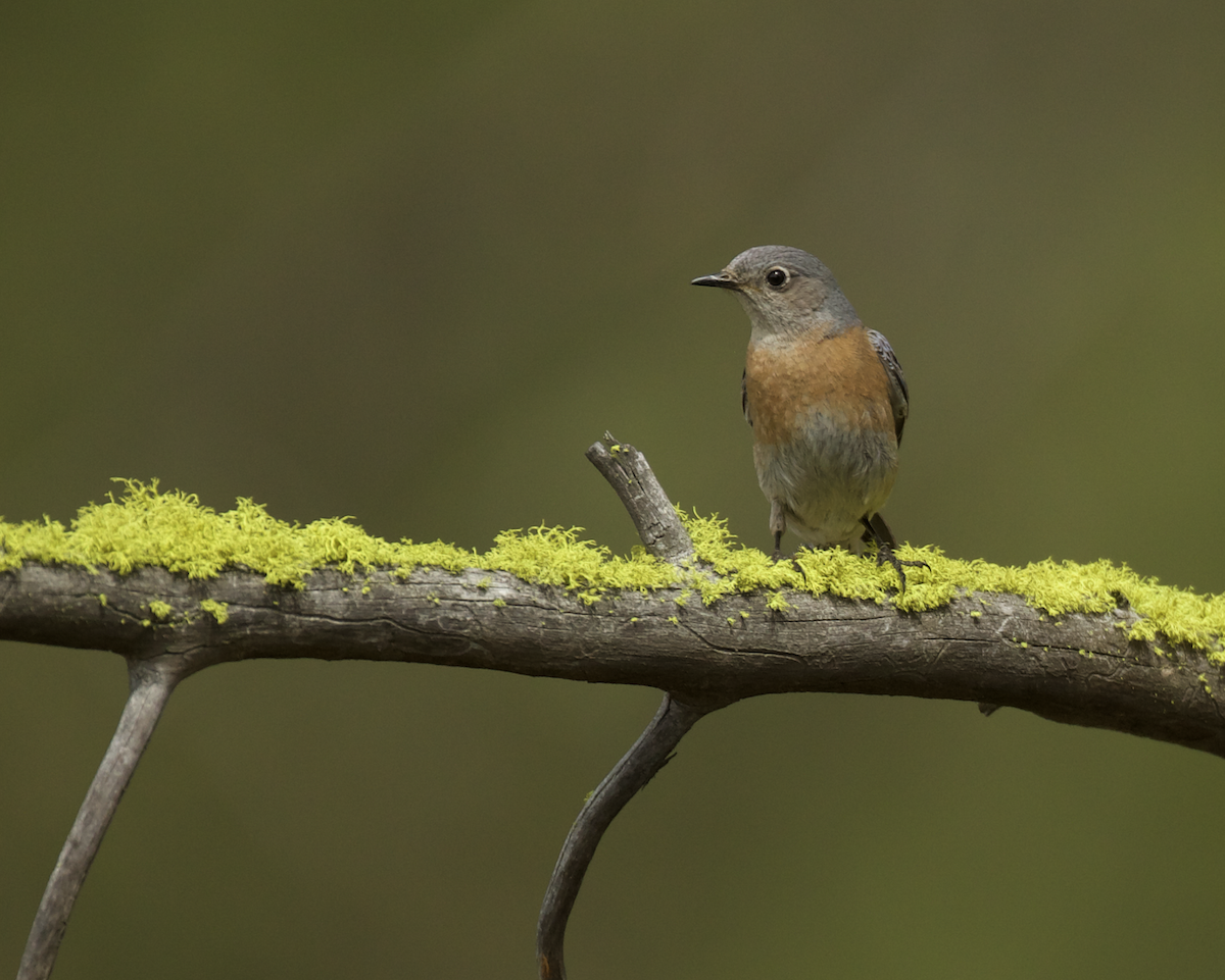 Western Bluebird - ML440240331