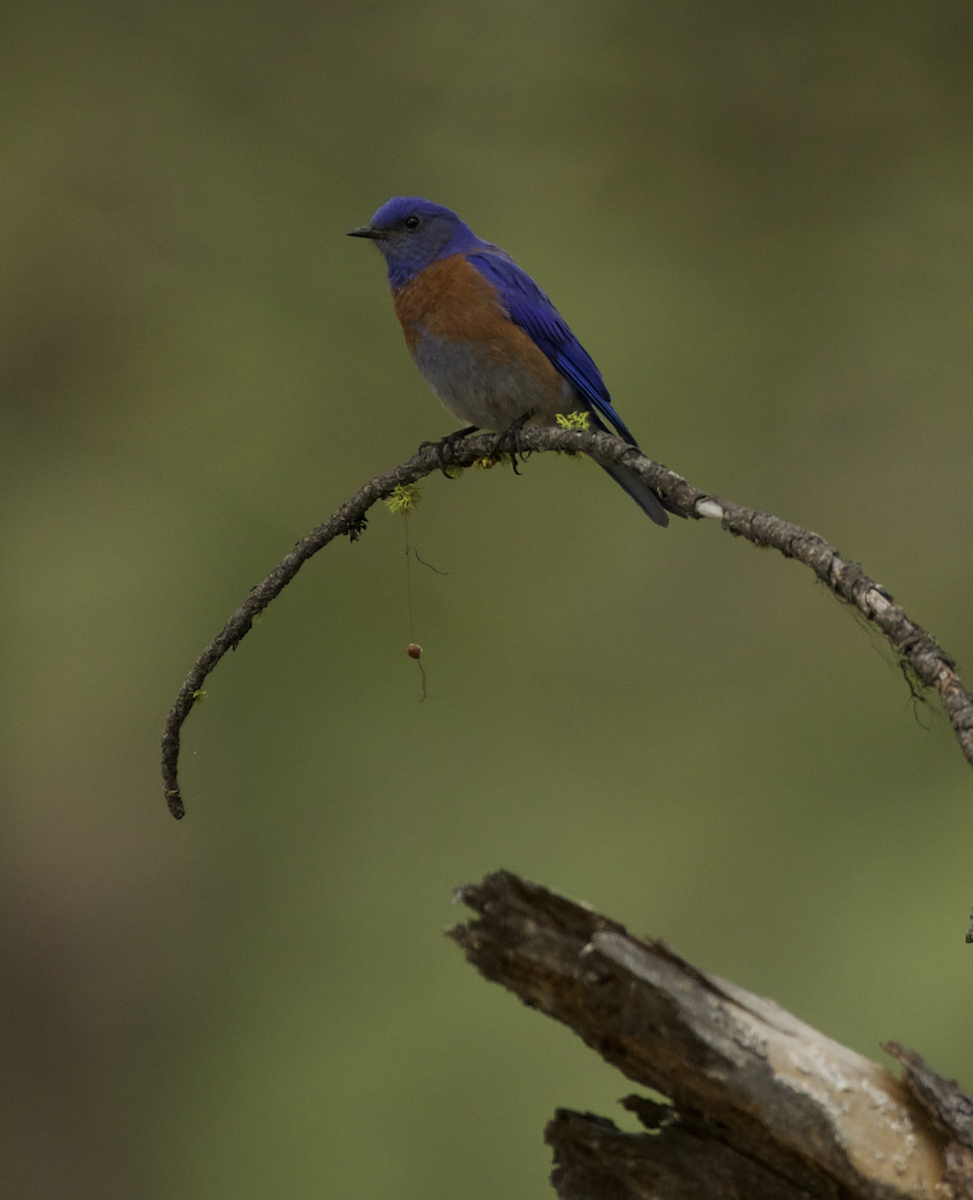 Western Bluebird - ML440240461