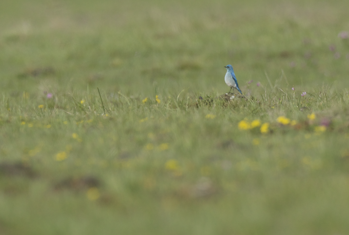 Mountain Bluebird - ML440240571