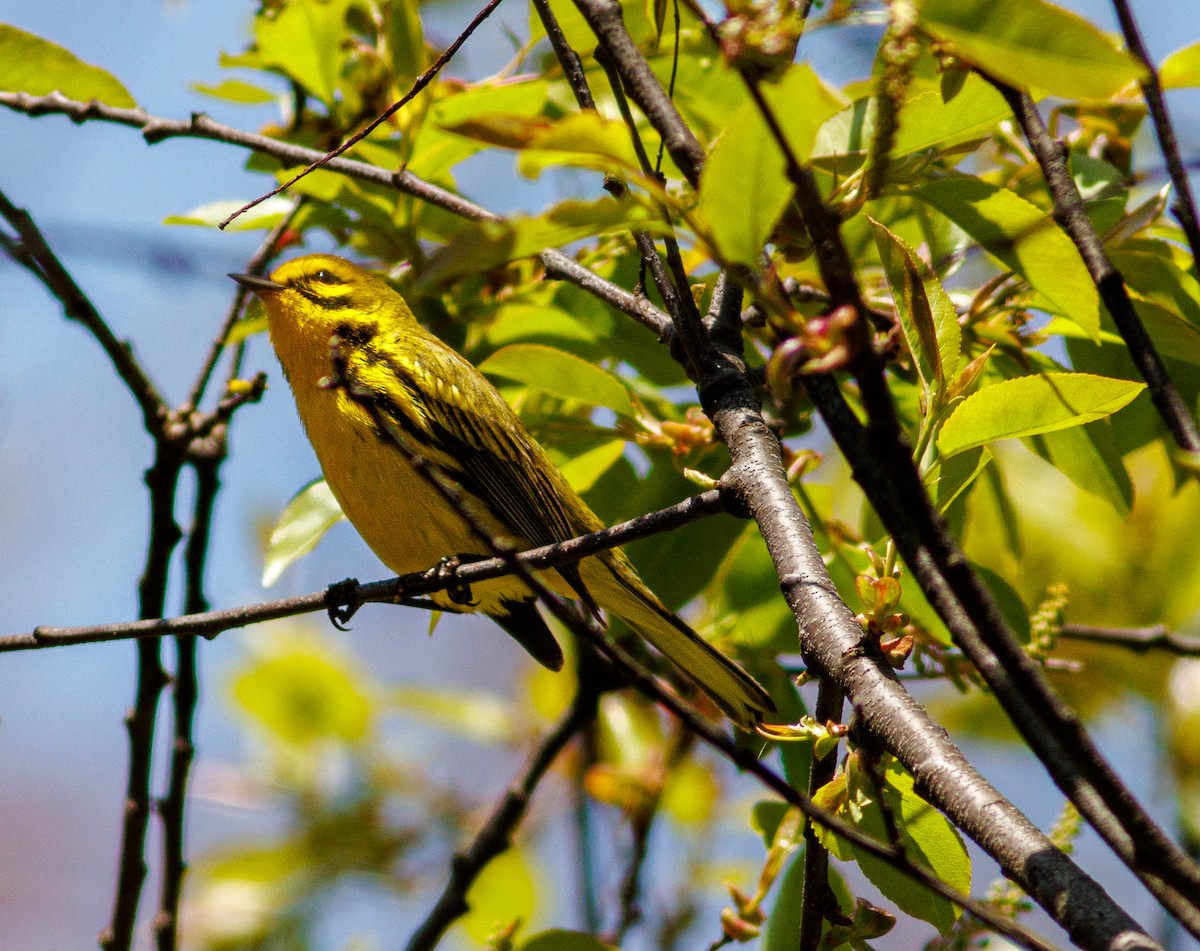 Prairie Warbler - Sandra Beltrao