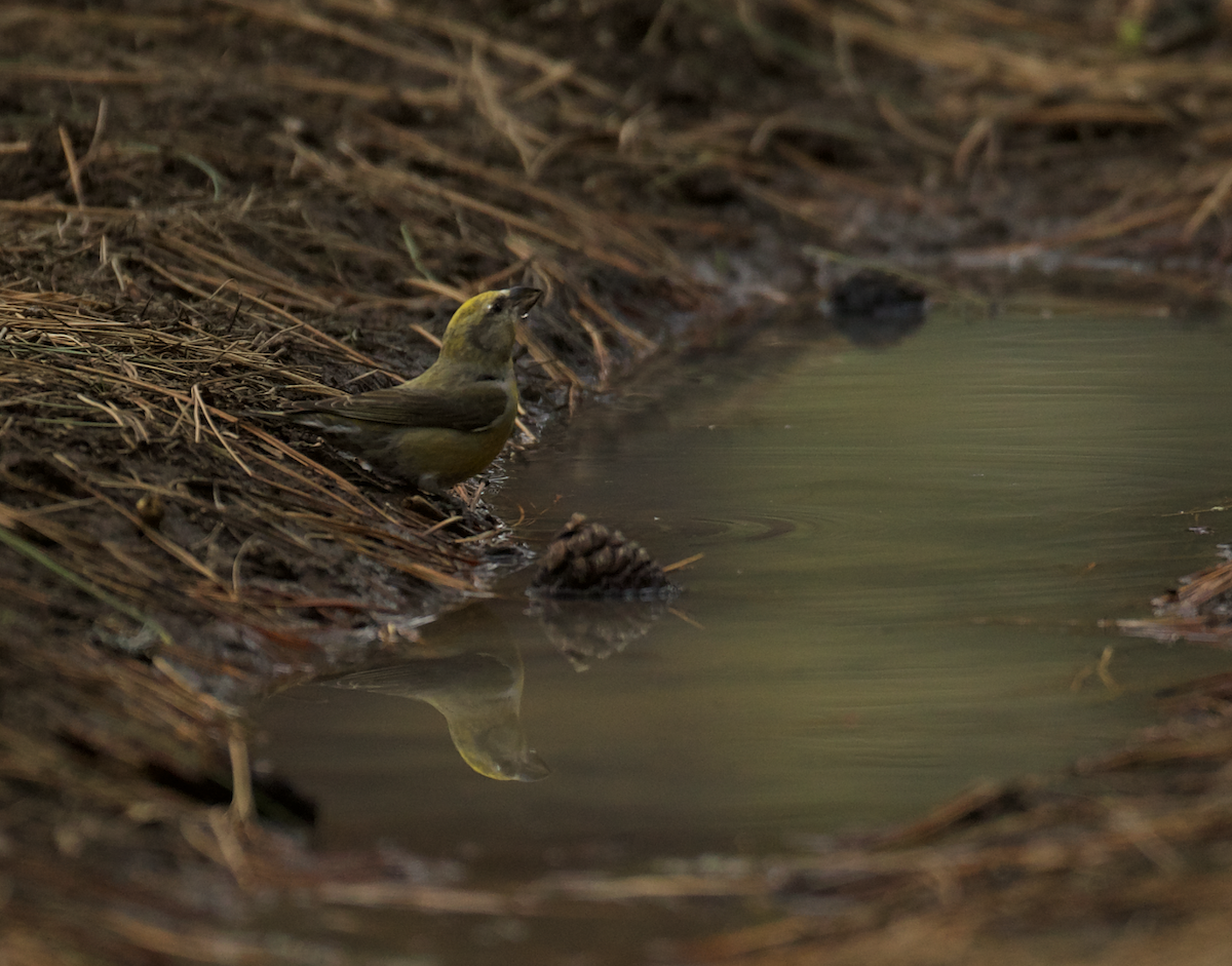Red Crossbill - ML440241011