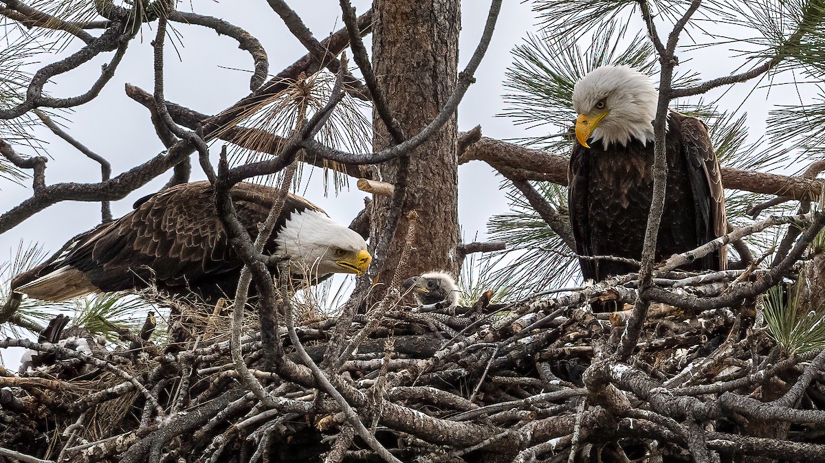Bald Eagle - ML440242151