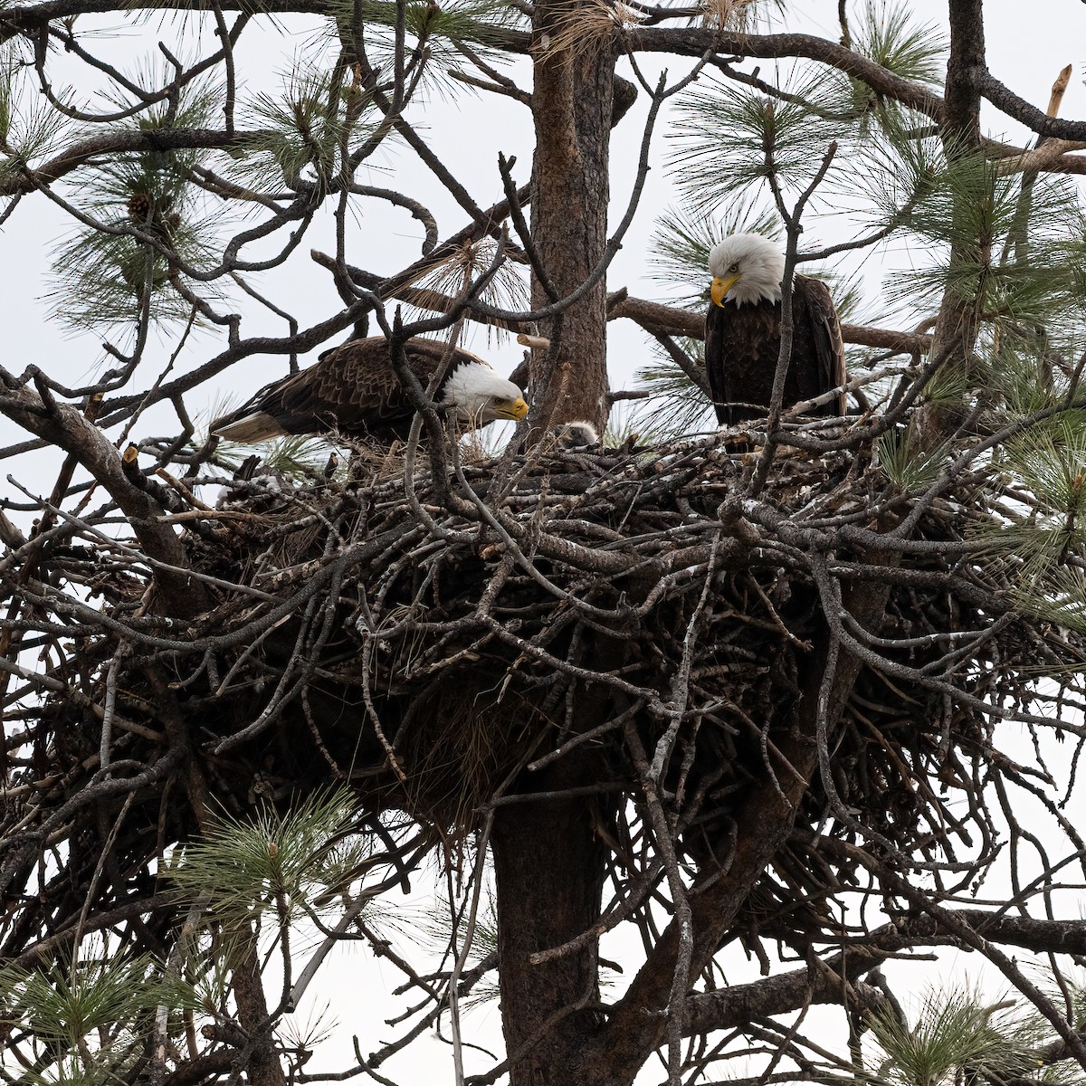 Bald Eagle - ML440242301