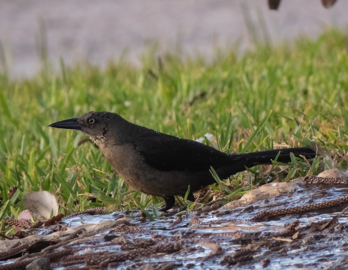 Great-tailed Grackle - Ignacio Escobar Gutiérrez