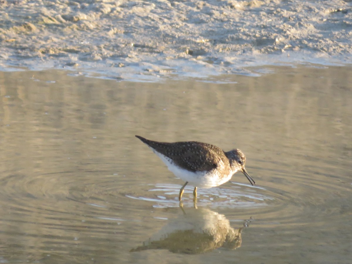 Solitary Sandpiper - ML440242441