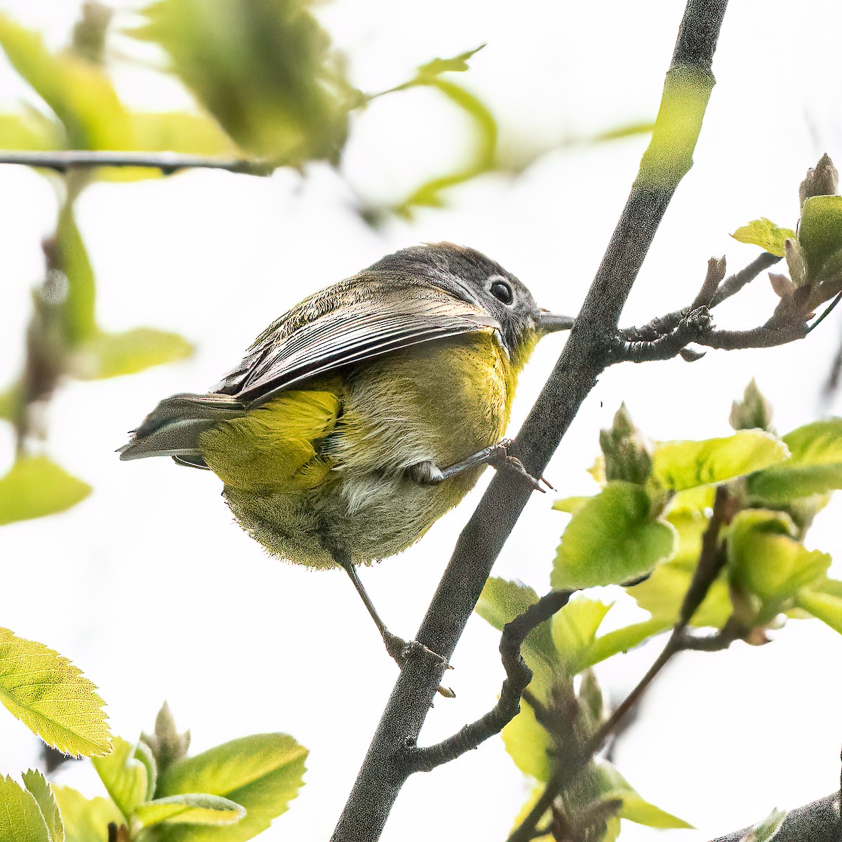 Nashville Warbler - ML440242621