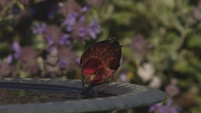 Purple Finch (Western) - ML440242721