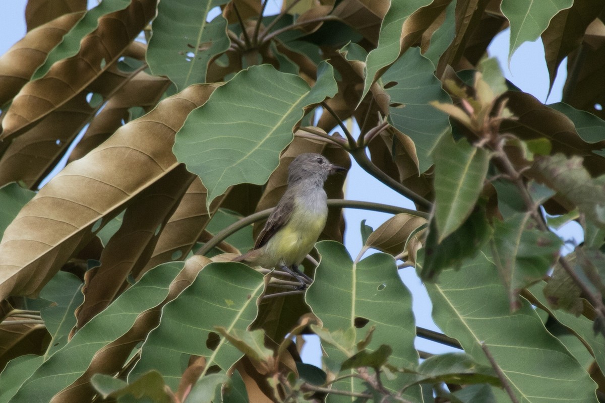 Dusky-capped Flycatcher - Evan Buck