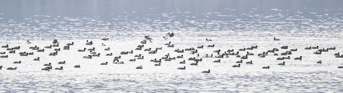American Coot - ML440243351