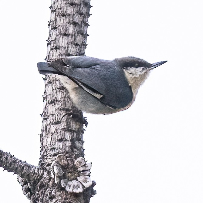 Pygmy Nuthatch - ML440243661